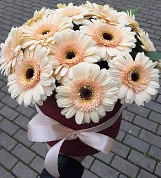 15 гербер в коробке с рускусом