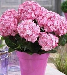 Стабилизированная композиция "Вечное признание"