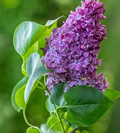 Сирень (ветка) - соберите букет