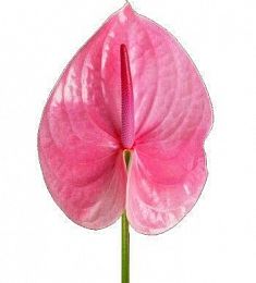 Антуриум - соберите букет