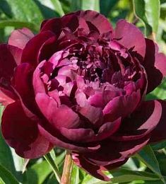 Пион коллекционный (местный) - соберите букет