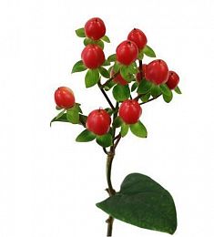 Гипперикум - соберите букет