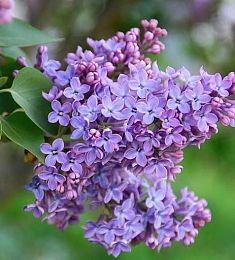 Сирень колерованная (пучок) - соберите букет