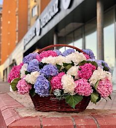 51 королевская гортензия в корзину