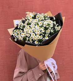 Моно букет из кустовой ромашки "Ромашка 13к"