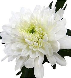 Голландская хризантема - соберите букет