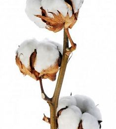 Хлопок - соберите букет