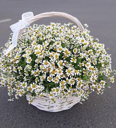 Букет "Ромашковое облако" из ромашек танацетум
