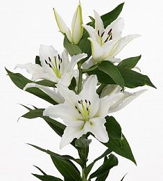 Лилия королевская -  соберите букет