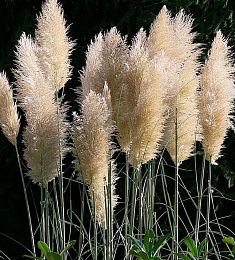 Кортадерия - соберите букет