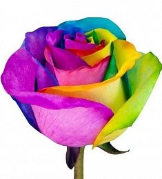 Роза радужная - соберите букет