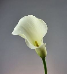 Каллы (местные) - соберите букет