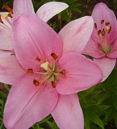 Азиатская лилия - соберите букет