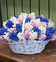 55 гиацинтов в корзине