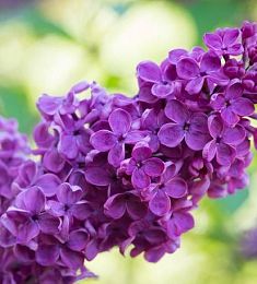 Сирень (Голландия) - соберите букет