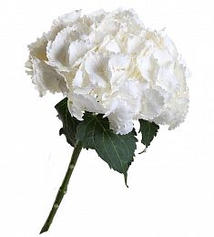 Королевская гортензия - соберите букет