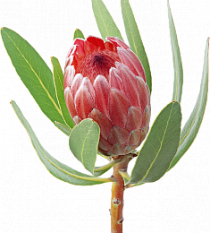 Протея - соберите букет