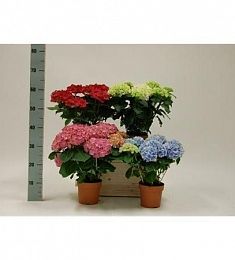 Гортензия комнатная