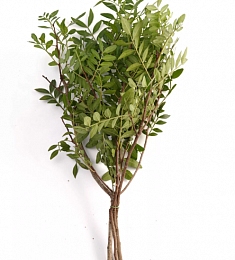 Фисташка - соберите букет