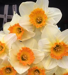 Весенний нарцисс - соберите букет