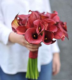 Букет невесты из 23 темно-красных калл 