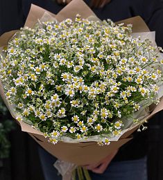 Букет из 25 кустовых ромашек
