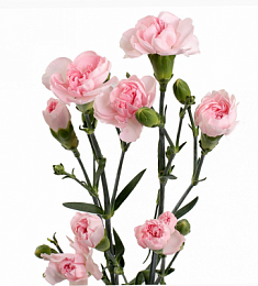 Гвоздика кустовая - соберите букет