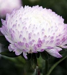 Астра - соберите букет