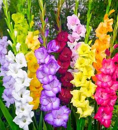 Гладиолус (Голландия) - соберите букет